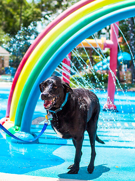 Photo Diary of Dog's Last Day Inspires Owners to Share Their Stories of Loving and Losing Pets| Animals & Pets, Dogs, Around the Web