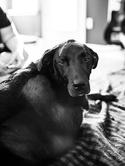 Photo Diary of Dog's Last Day Inspires Owners to Share Their Stories of Loving and Losing Pets| Animals & Pets, Dogs, Around the Web
