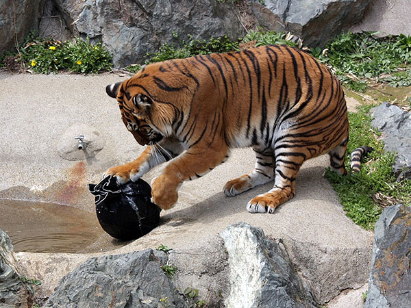 Lions, Tigers and Bears Help Pre-Distress Denim at Japanese Zoo| Cute Pets, Funny Pets, Talented Pets, Unusual Pets, Around the Web