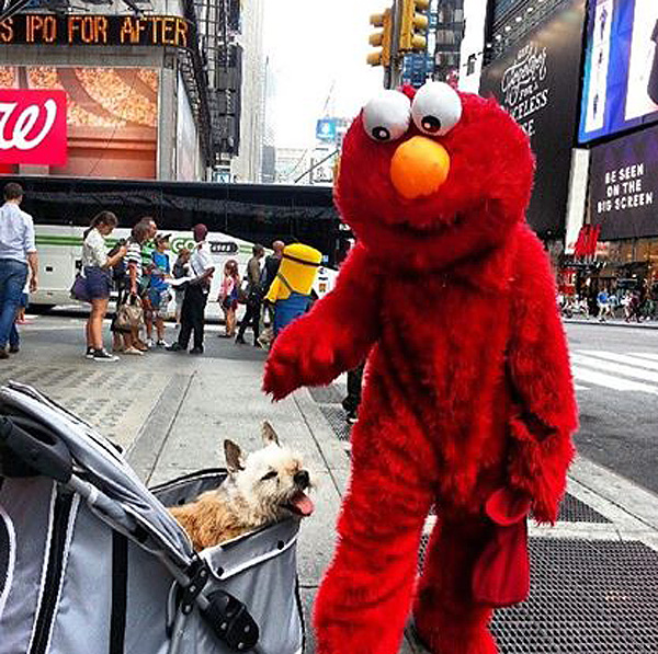 Man Takes Dying Dog on an N.Y.C. Bucket List Adventure| Animals & Pets, Around the Web