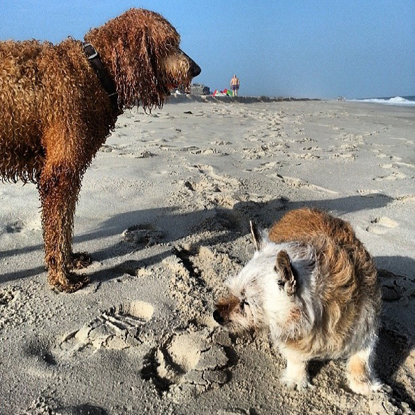 Man Takes Dying Dog on an N.Y.C. Bucket List Adventure| Animals & Pets, Around the Web