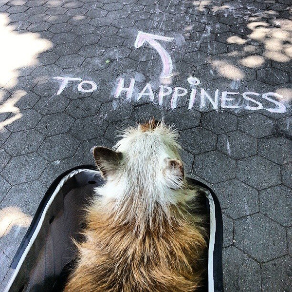 Man Takes Dying Dog on an N.Y.C. Bucket List Adventure| Animals & Pets, Around the Web