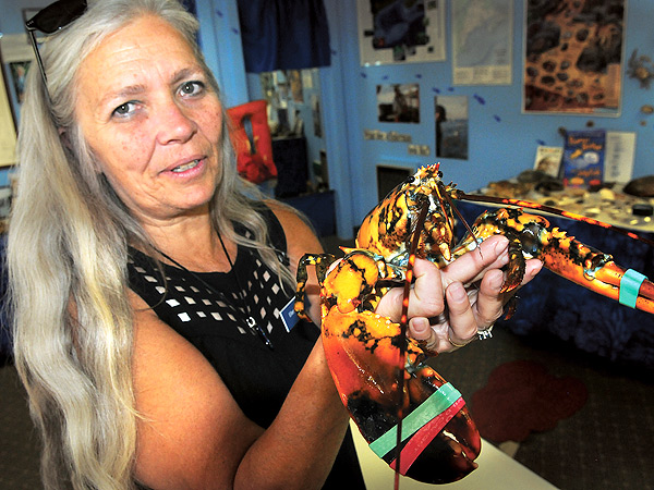 Man Finds Rare Calico Lobster, Gives It to New Hampshire Aquarium (PHOTOS)| Animals & Pets, Exotic Animals & Pets
