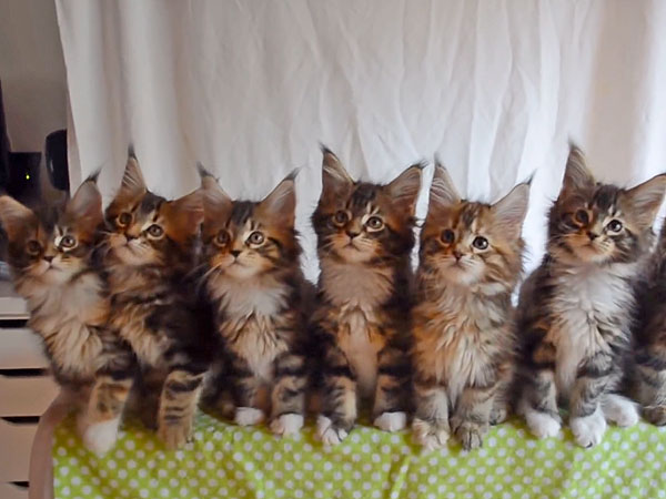 Watch: Cats Rock Out and Play Synth in This Tail-Quivering Music Video from sElf| Self, Cats, Funny Pet Videos, Pet Videos, Around the Web