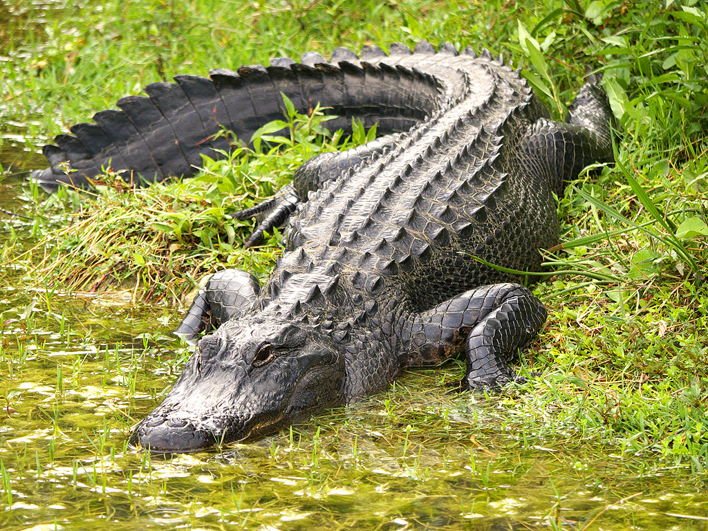 Résultats de recherche d'images pour « alligator »