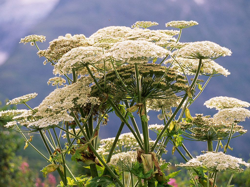 Poisonous plants in michigan information