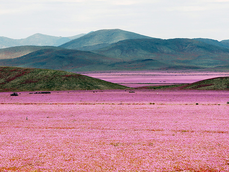atacama-desert-800.jpg