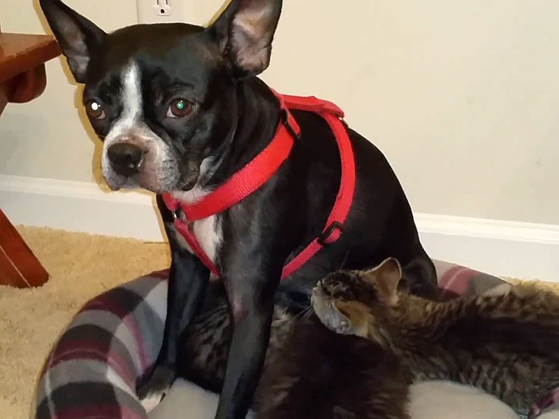 dog nursing stuffed animal