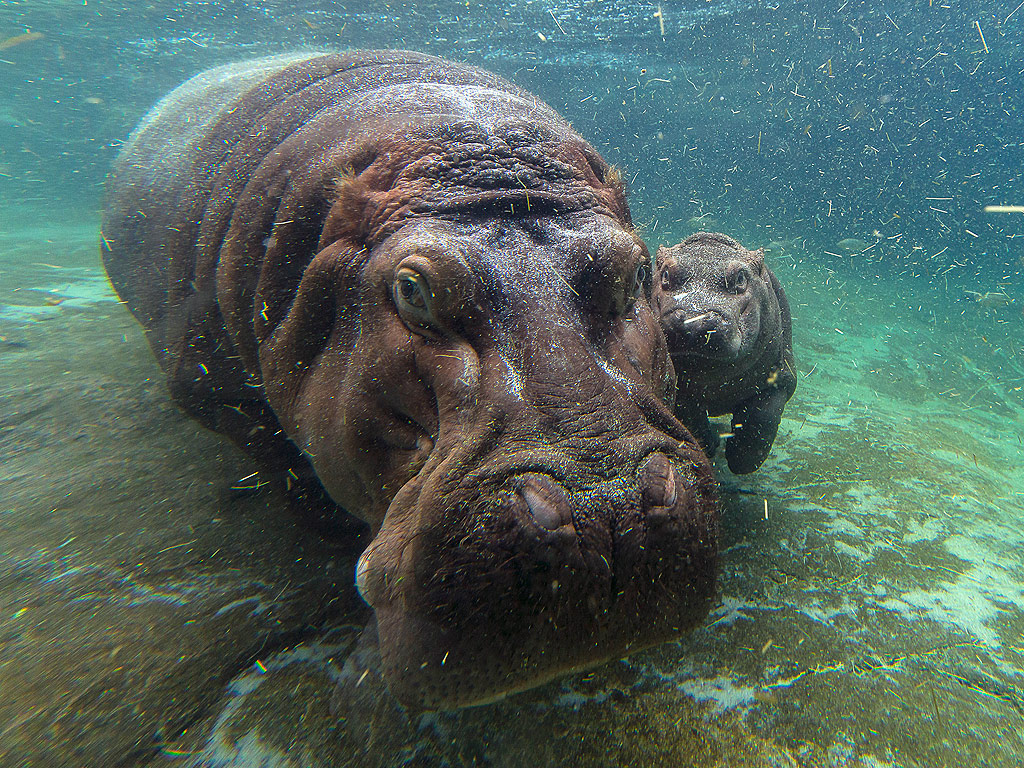 Hippo Sex 45