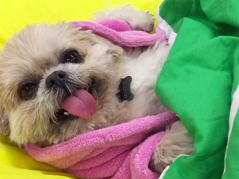 puppy vines pet vines cutest pet vines puppy vines pet vines cutest pet vines