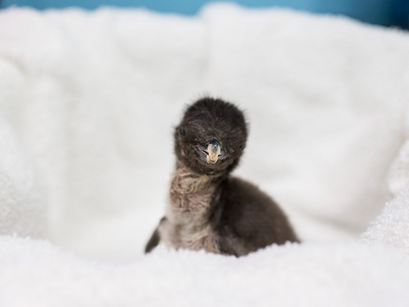 Welcome to the World, Baby Rockhopper Penguin!| Animals & Pets, Cute Pets, Zoo Animals