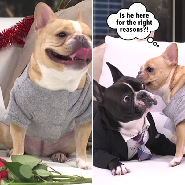 Chloe the Mini Frenchie Is the B*tchelorette! Find Out Which Dog Wins Her Heart| Cute Pets, The Bachelor, The Bachelorette