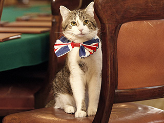 Britain's Foreign Office Hires Shelter Cat as 'Chief Mouser'