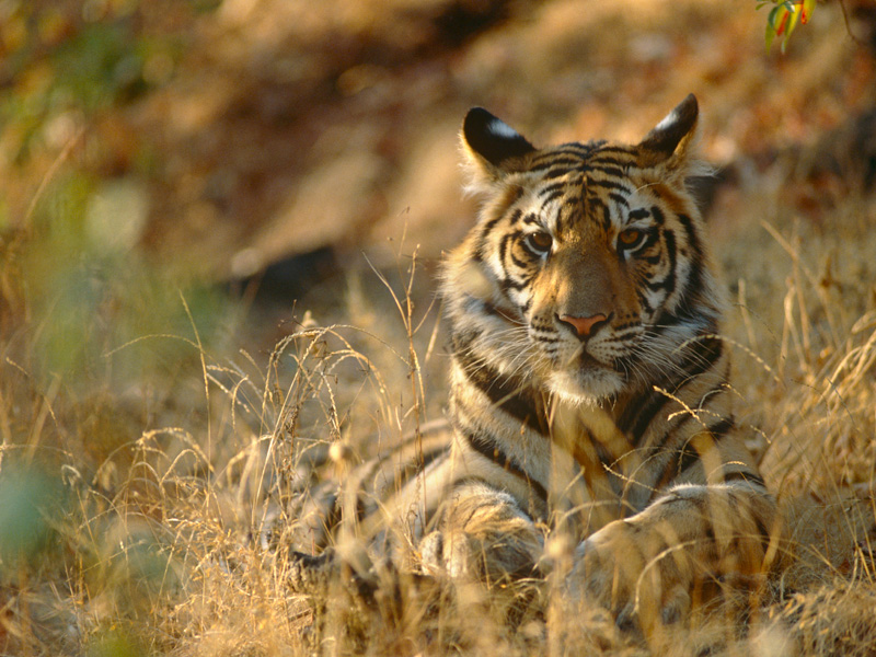 Leonardo DiCaprio Keeps Up the Fight to Save the World's Wild Tigers – and Gets the First Good News About the Species in a Century| Animals & Pets, Good Deeds, Leonardo DiCaprio