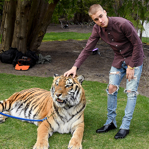 Justin Bieber Hangs with a Tiger (and the Batmobile) at His Dad's Engagement Party| Toronto, Justin Bieber