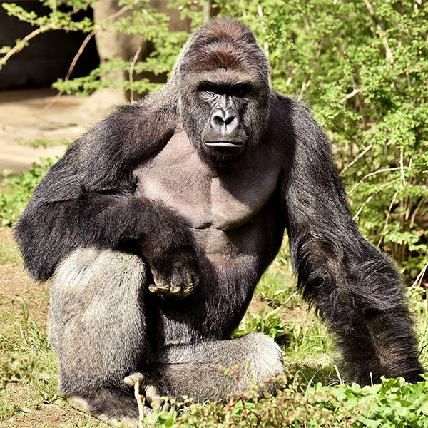 Mom of 4-Year-Old Who Climbed into Zoo Pen Defends Herself from Backlash After Zookeepers Killed Gorilla| Zoo Animals