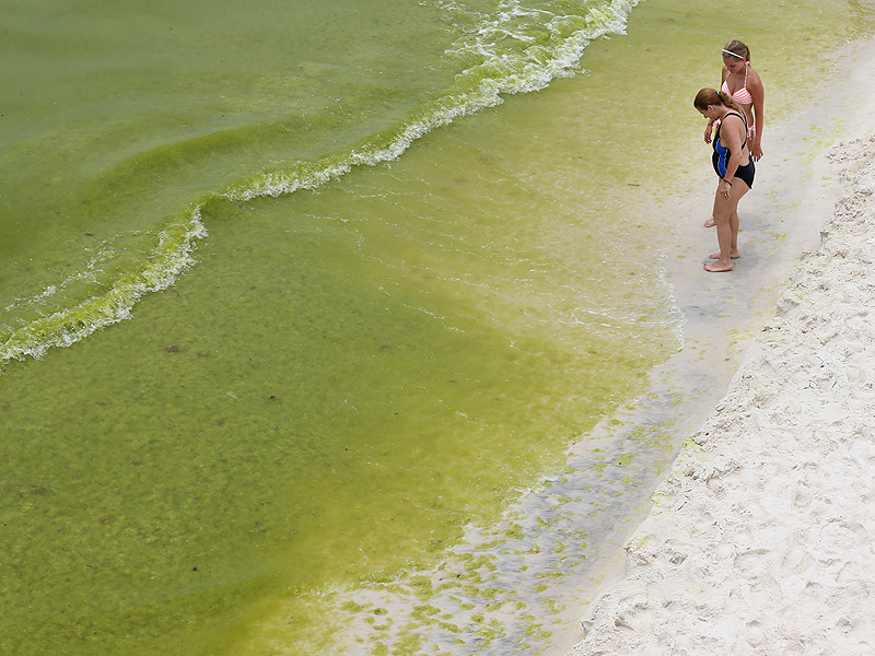 Reeking Algae Bloom Overwhelms Miles of Florida Coastline, Closing