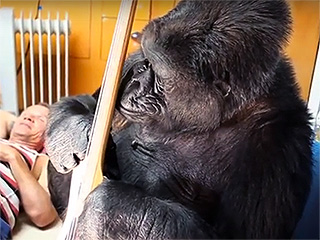 'This is the Day That I Will Never Forget': Flea Has a Jam Session with Koko the Gorilla