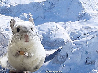 From INSTANT: Meet Mr. Bagel, the World's Cutest Pet Chinchilla