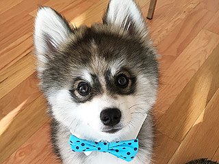 Norman the Pomsky Is Instagram's Most Dapper New Star