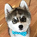 Norman the Pomsky Is Instagram's Most Dapper New Star