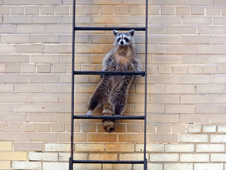 Raccoon Gangs Turning Brooklyn Yard into a 'Frat Party'