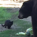 Stray Cat Wanders Into California Zoo, Befriends Bear