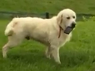 WATCH: When Your Dog Steals Your Phone and Won’t Give it Back