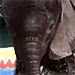 WATCH: Baby Elephant Celebrates Summer with Kiddie Pool Dip
