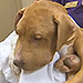 Arizona Dog Survives More Than 400 Stings in Bee Attack