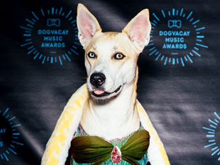 Adorable Dogs Recreating Famous MTV VMA Moments