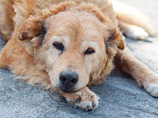 Owner Shares Dying Dog’s Final Day Full of Hamburgers, Hugs and Tears on Snapchat