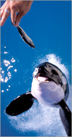 Killerwhale