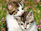 Feed Shelter Pets for Free!