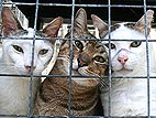 Feed Shelter Pets for Free!