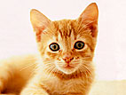 Feed Shelter Pets for Free!
