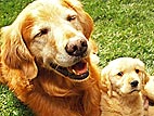 Feed Shelter Pets for Free!