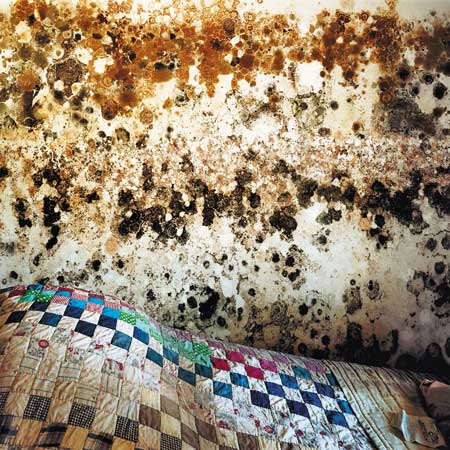mold covering wall about a moldy bed and bedspread