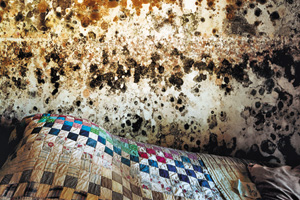 mold covered wall behind a mold covered bed