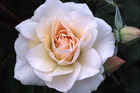 Shrub-Type Roses