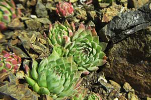 Succulents Sempervivum