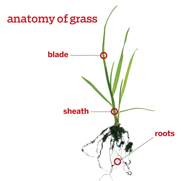 a closeup blade of grass from root to tip