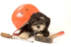 pet safety and home renovation