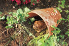 terra pot toad house