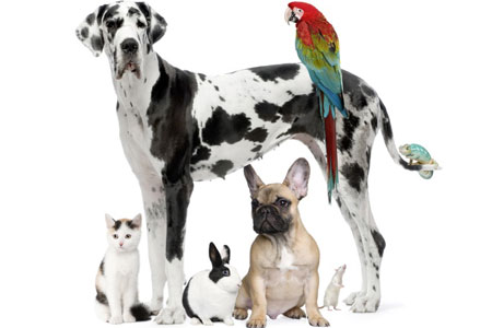 How to Create a Pet-Friendly Home
