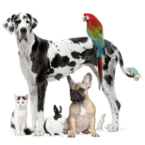 dalmation, parrot and other pets