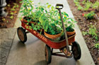 old wagon filled with flower pots