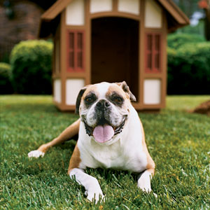 english-style tudor doghouse