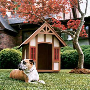 alfie chillin out near his doghouse