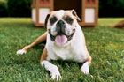 dog panting on a green lawn